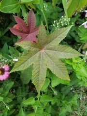 Ricinus