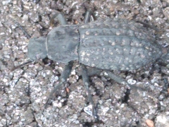Polypleurus perforatus