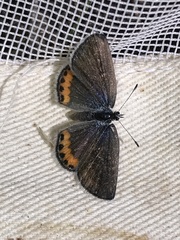 Icaricia lupini texanus