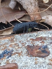 Polypleurus perforatus