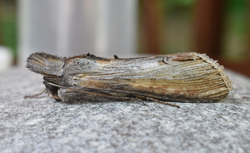 Asteroid Moth photo 3