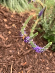 Apis mellifera