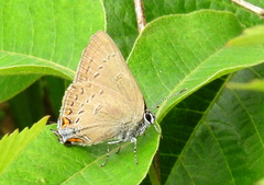 Satyrium edwardsii