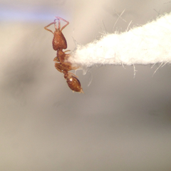 Strumigenys silvestrii