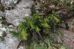 Asplenium appendiculatum
