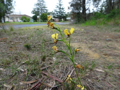 Diuris maculata