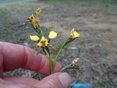 Diuris maculata