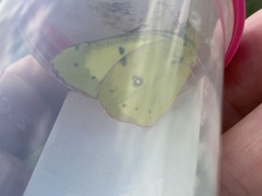 Colias philodice