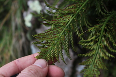 Asplenium appendiculatum