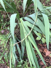 Iris domestica