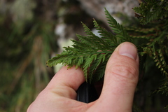 Asplenium appendiculatum