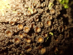 Physma chilense