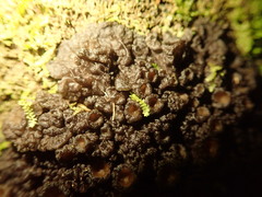 Physma chilense
