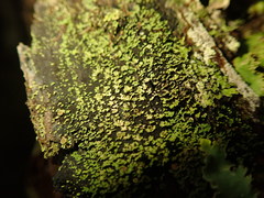 Psoroma asperellum