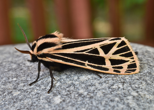 Parthenice Tiger Moth photo 3
