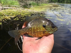 Lepomis gibbosus × macrochirus
