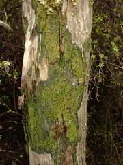 Psoroma asperellum