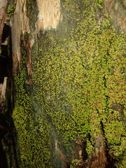 Psoroma asperellum