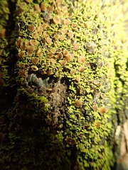 Psoroma asperellum
