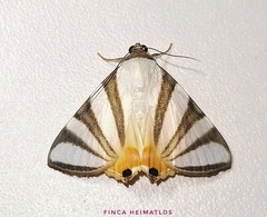 Eulepidotis preclara