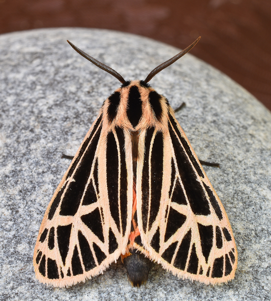 Parthenice Tiger Moth