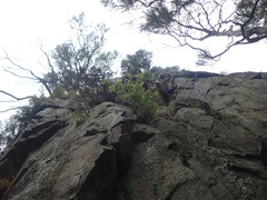 Scandia rosifolia