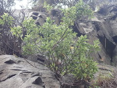 Scandia rosifolia