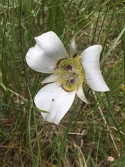 Calochortus ambiguus