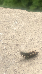 Melanoplus punctulatus