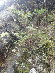 Scandia rosifolia