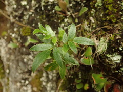 Scandia rosifolia