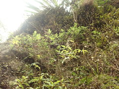 Scandia rosifolia