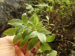 Scandia rosifolia