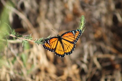 Limenitis archippus