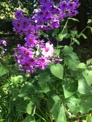Pericallis