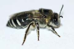 Colletes simulans armatus