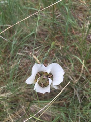 Calochortus ambiguus