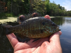 Lepomis gibbosus × macrochirus