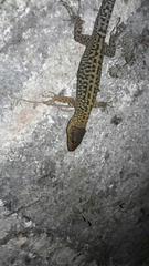 Lepidophyma pajapanensis