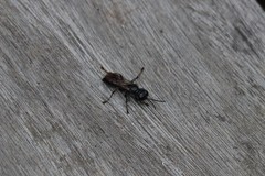 Lyroda