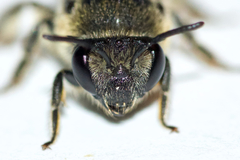 Colletes simulans armatus