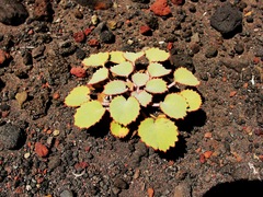 Pozoa