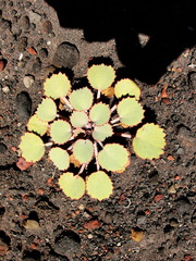 Pozoa