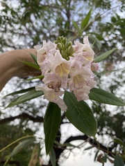 × chitalpa tashkentensis