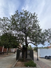 × chitalpa tashkentensis