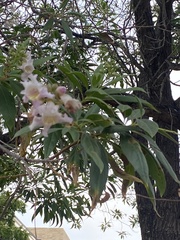 × chitalpa tashkentensis