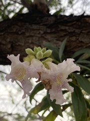 × chitalpa tashkentensis