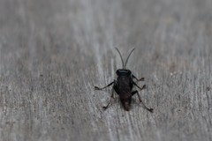 Lyroda