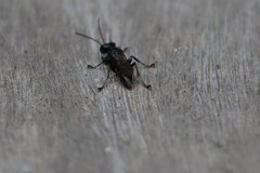 Lyroda