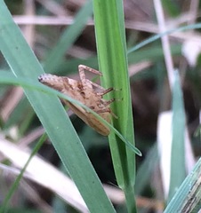 Rhynchomitra recurva